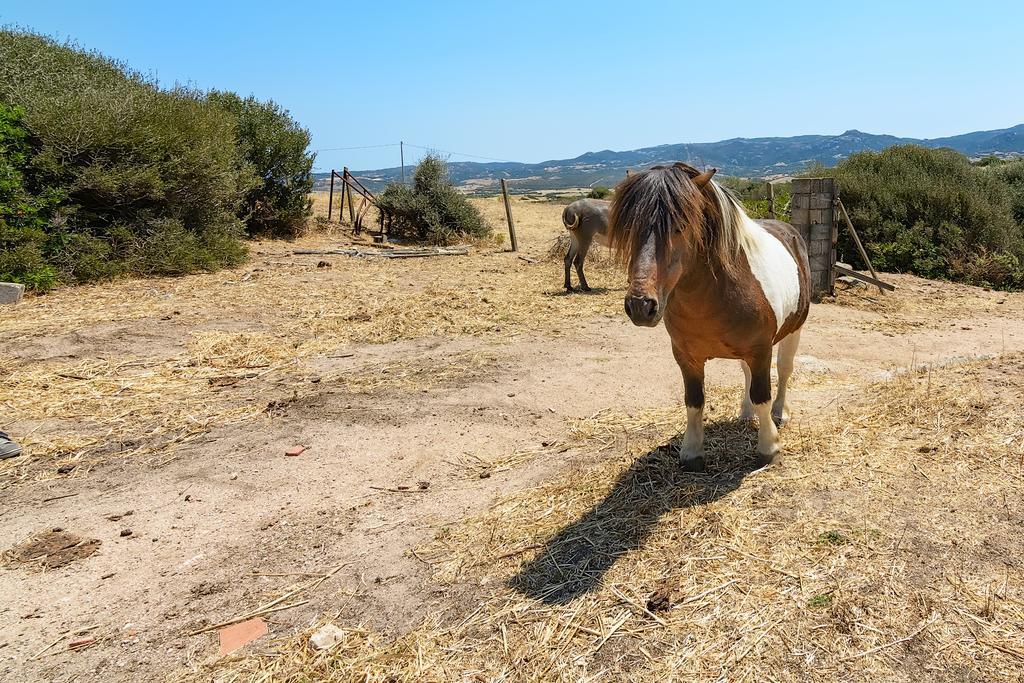 Agriturismo Lu Nodu Greuli Εξωτερικό φωτογραφία